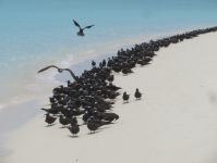 Michaelmas Cay II